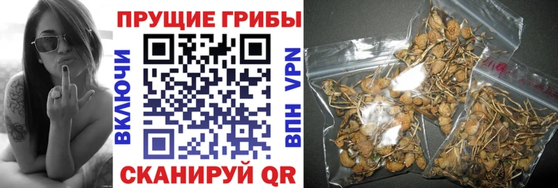 darknet как зайти  Спас-Деменск  Галлюциногенные грибы Cubensis 